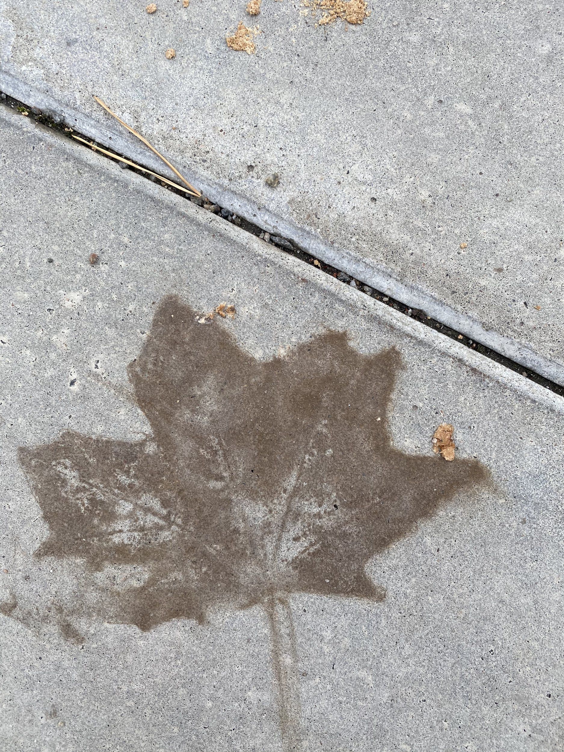 029C6281-FA38-41BE-A64A-DC53B3999083.jpeg