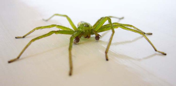 080606Spindel3.jpg ht=356