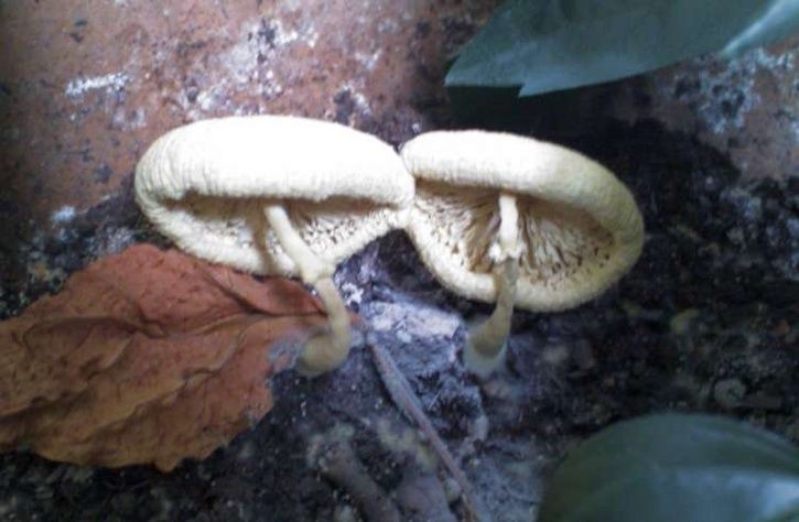 090921Svamp.jpg ht=474