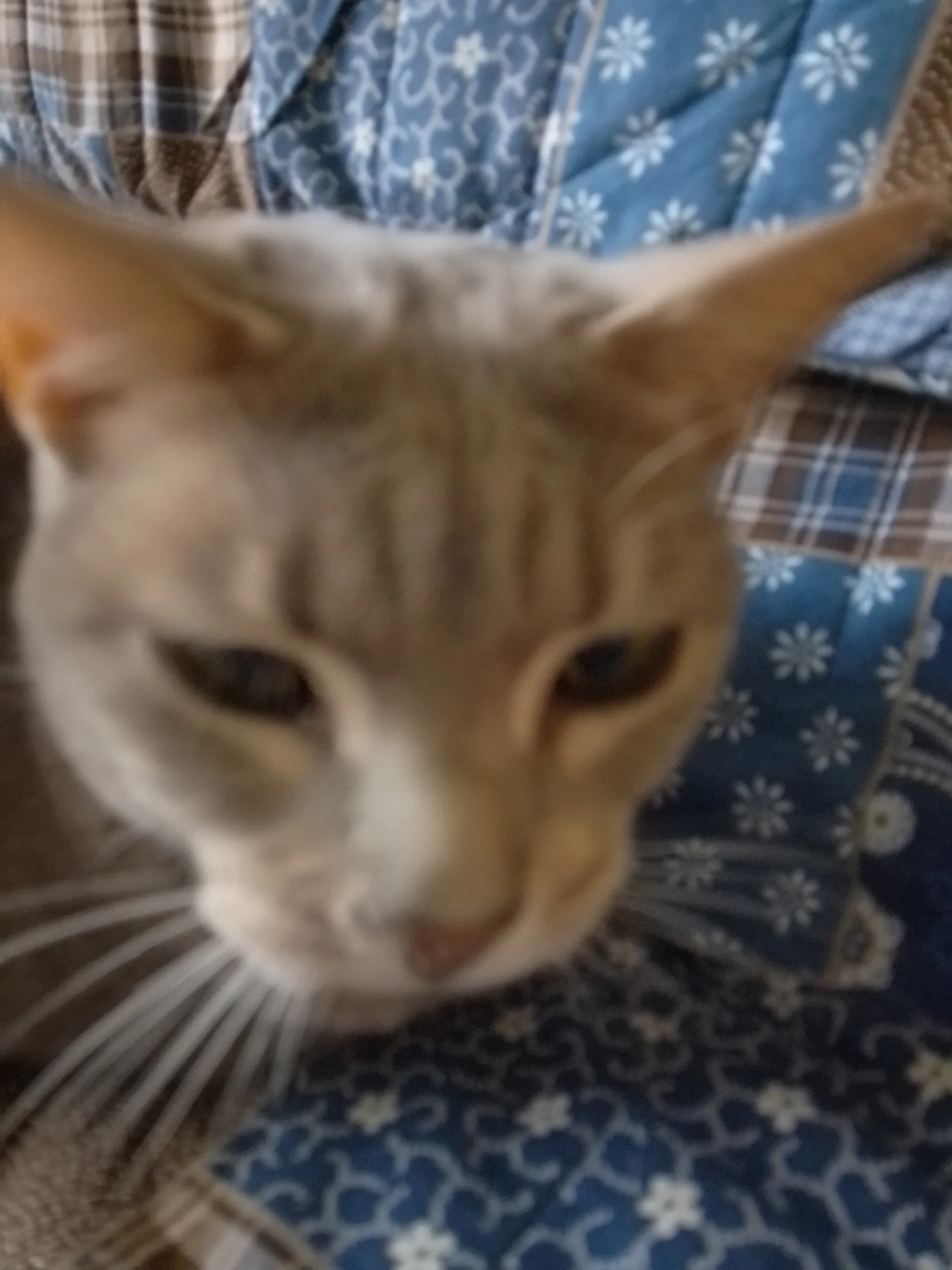 1000002599.webp