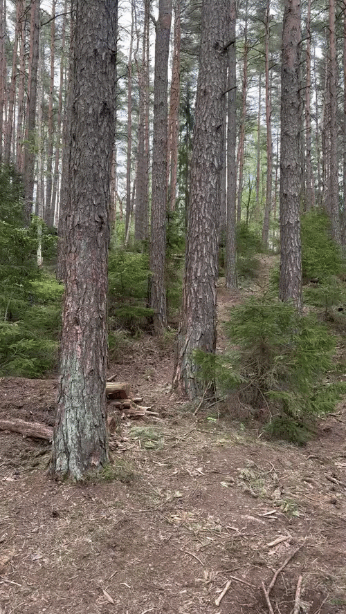 1000011106.gif