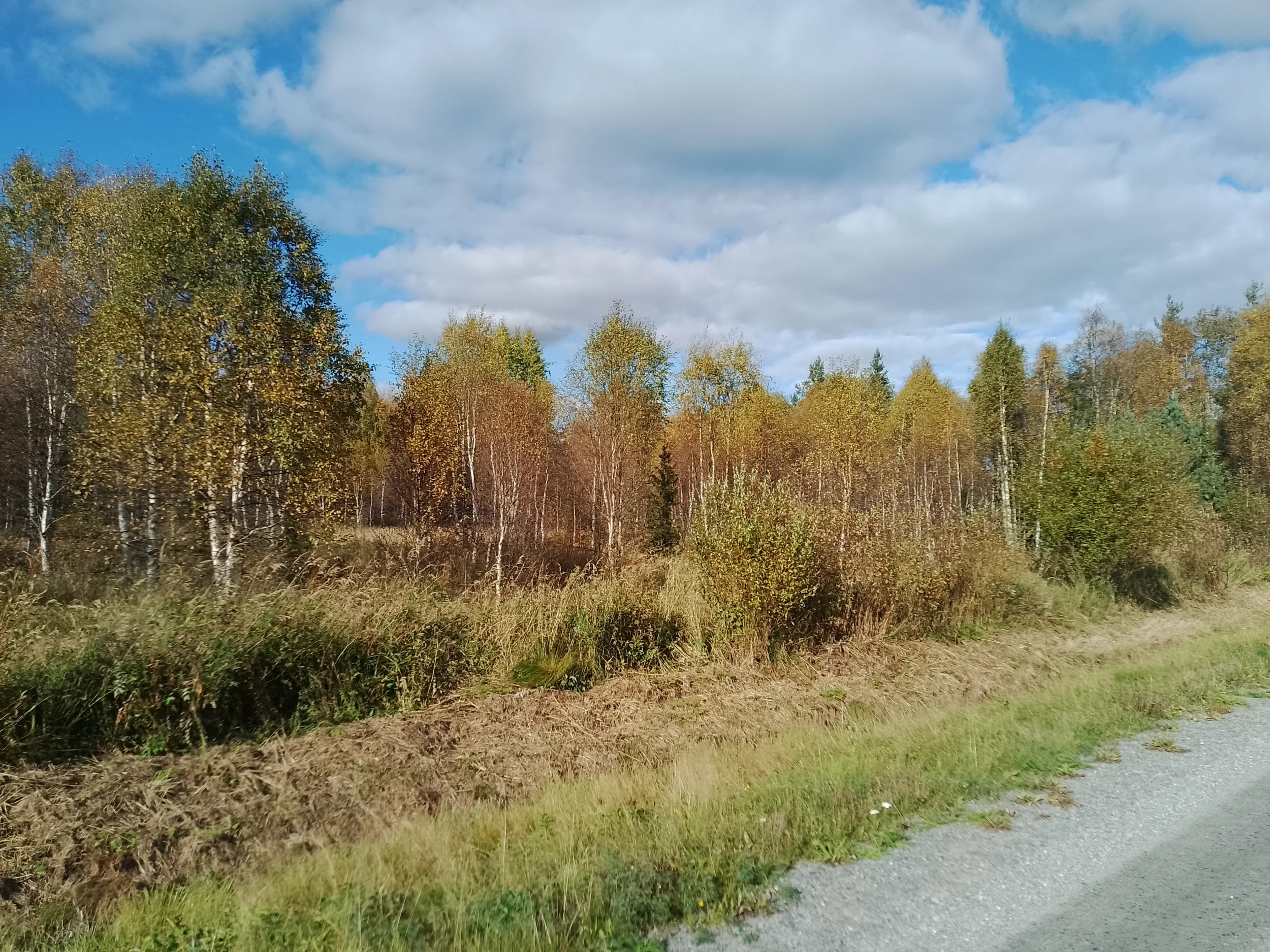 1000011694.webp
