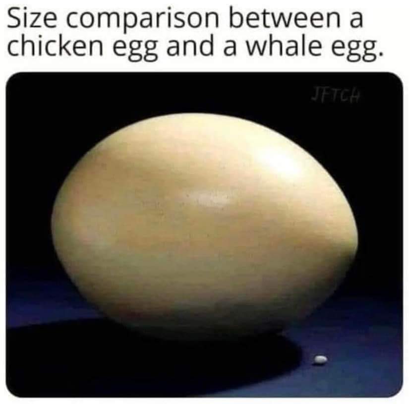 1000024274.jpg