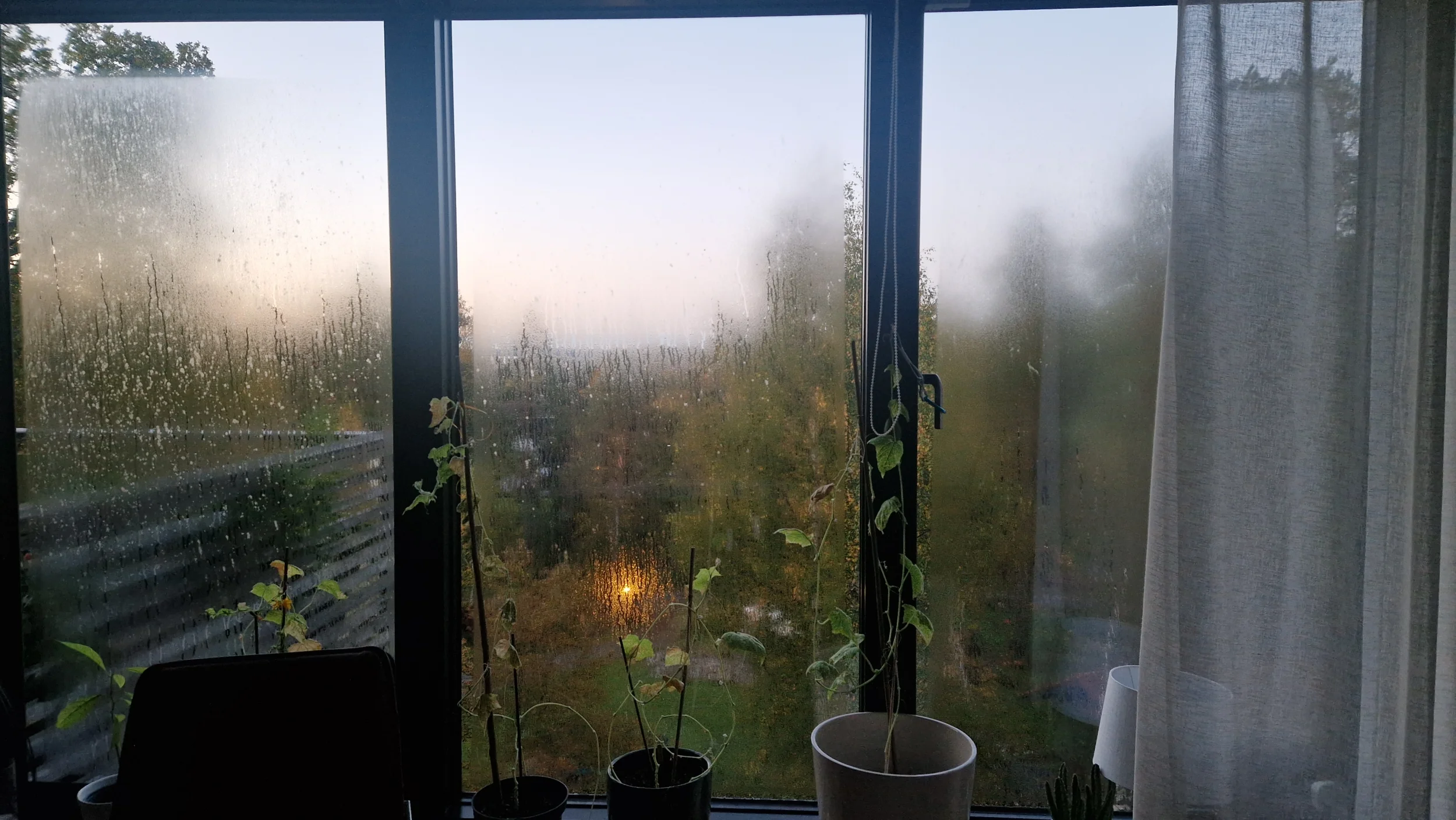 1000043100.webp