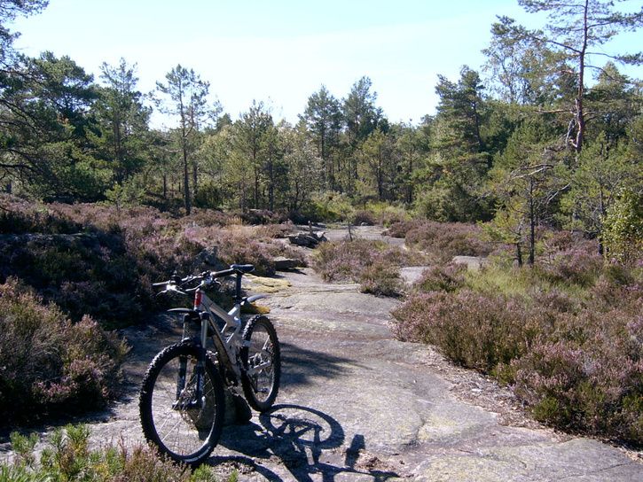 1009051kopia.jpg ht=544