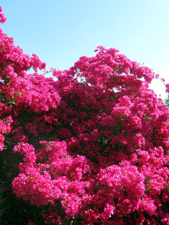 100_5279.jpg ht=725