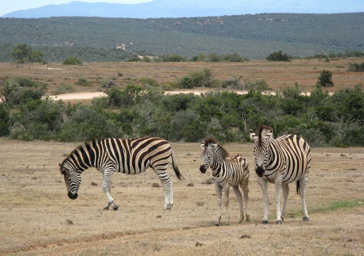 100_6661.jpg ht=510