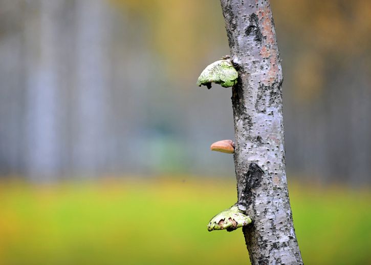 1010054kopiera_redigerad-1.jpg ht=517
