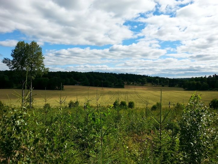 10viddervstermllanEdTrndal.jpg