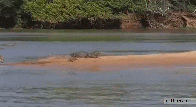 1380734157_jaguar_catches_crocodile.gif