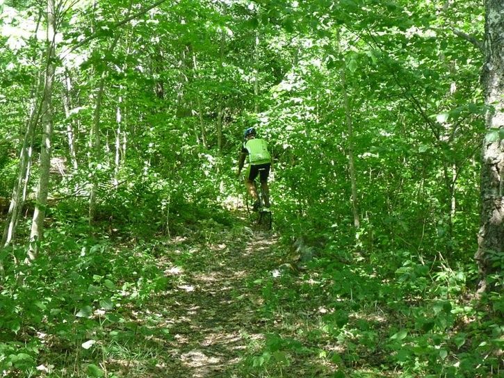 14-grna_skogen.JPG