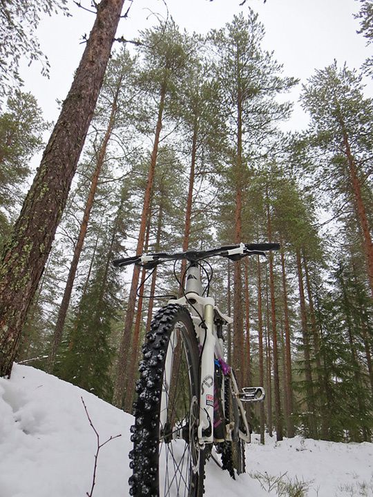 140207treetops.jpg
