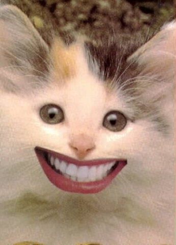 16955-HappyCat-1.jpg ht=480