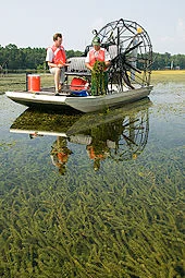170px-Hydrilla_verticillata_collection_LakeSeminoleFL.webp