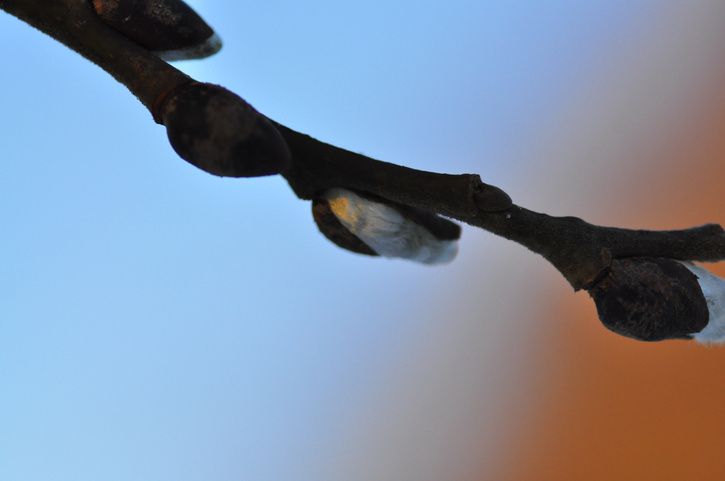 1_9.JPG ht=481
