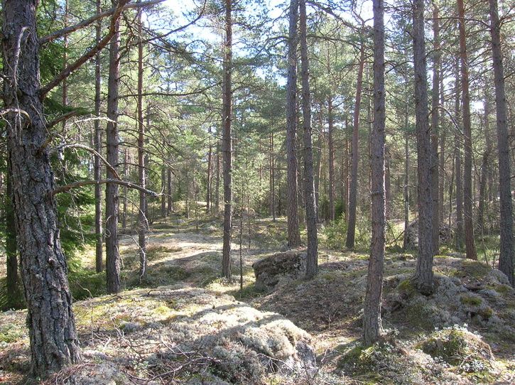 2007-04-07012.jpg ht=542