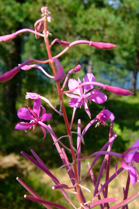 20070804022.jpg ht=725