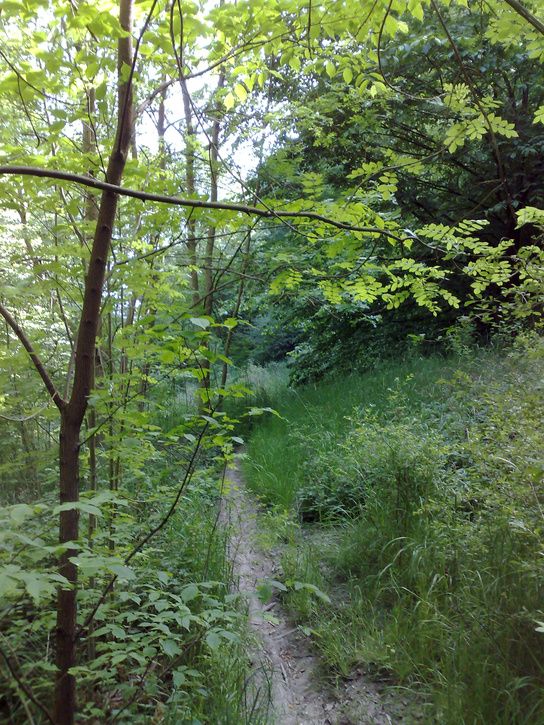 20080531110.jpg ht=725