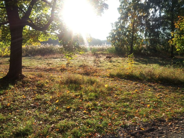 20131003_082134_Gustafsborgsvgen.jpg