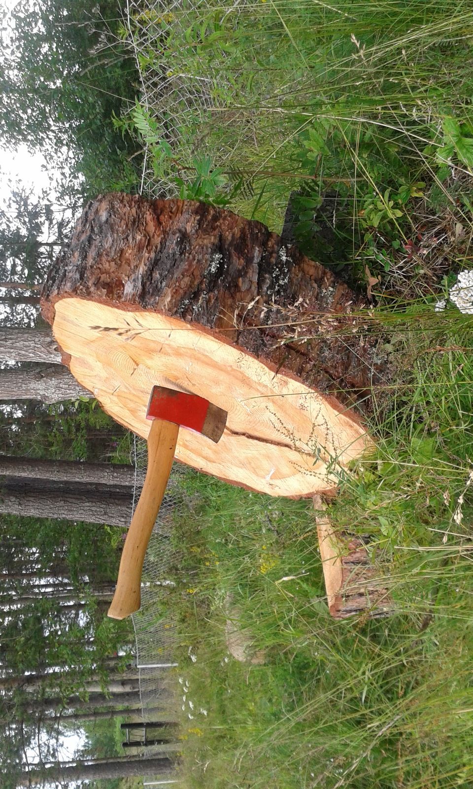 20170731_190724.jpg