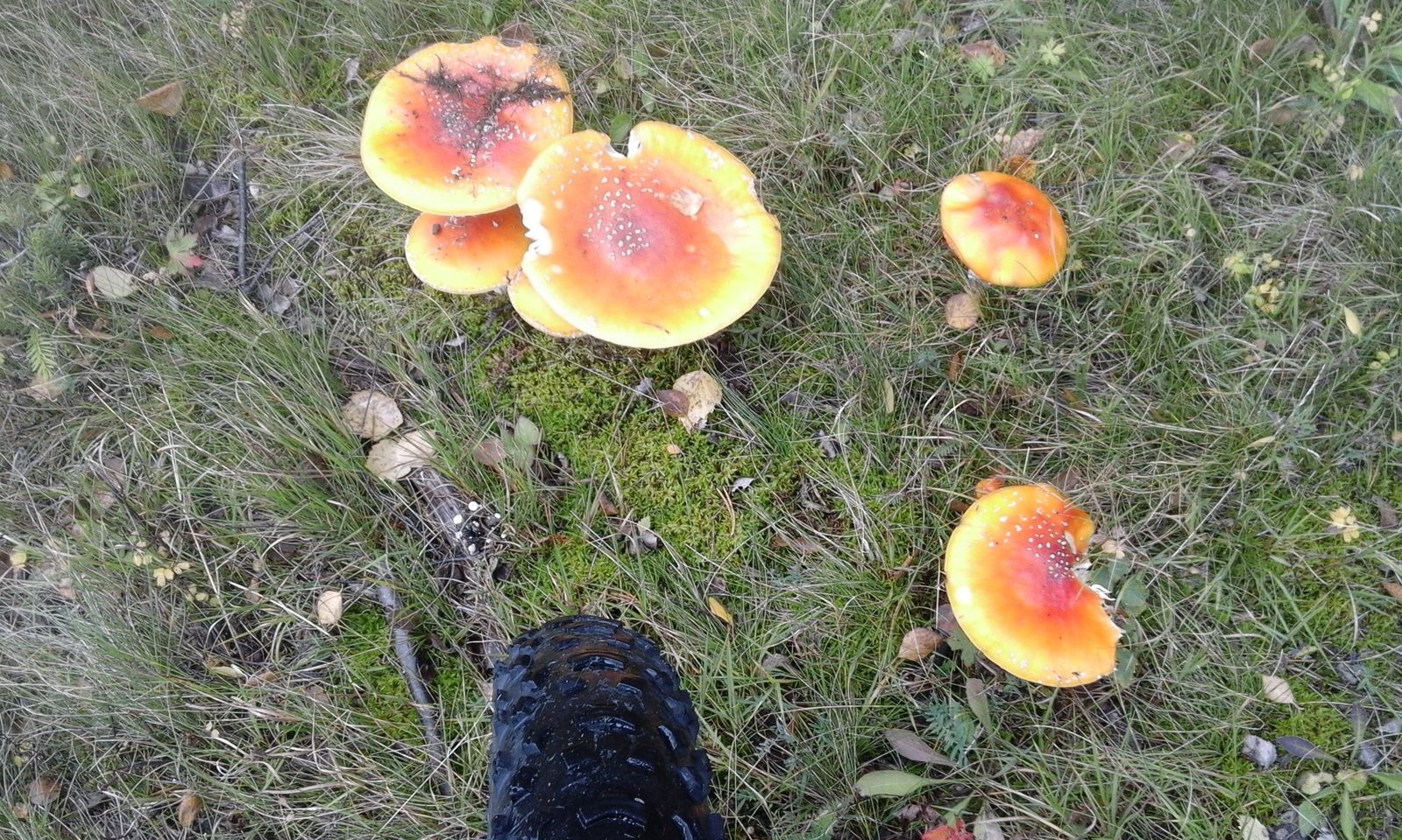 20170913_125312.jpg