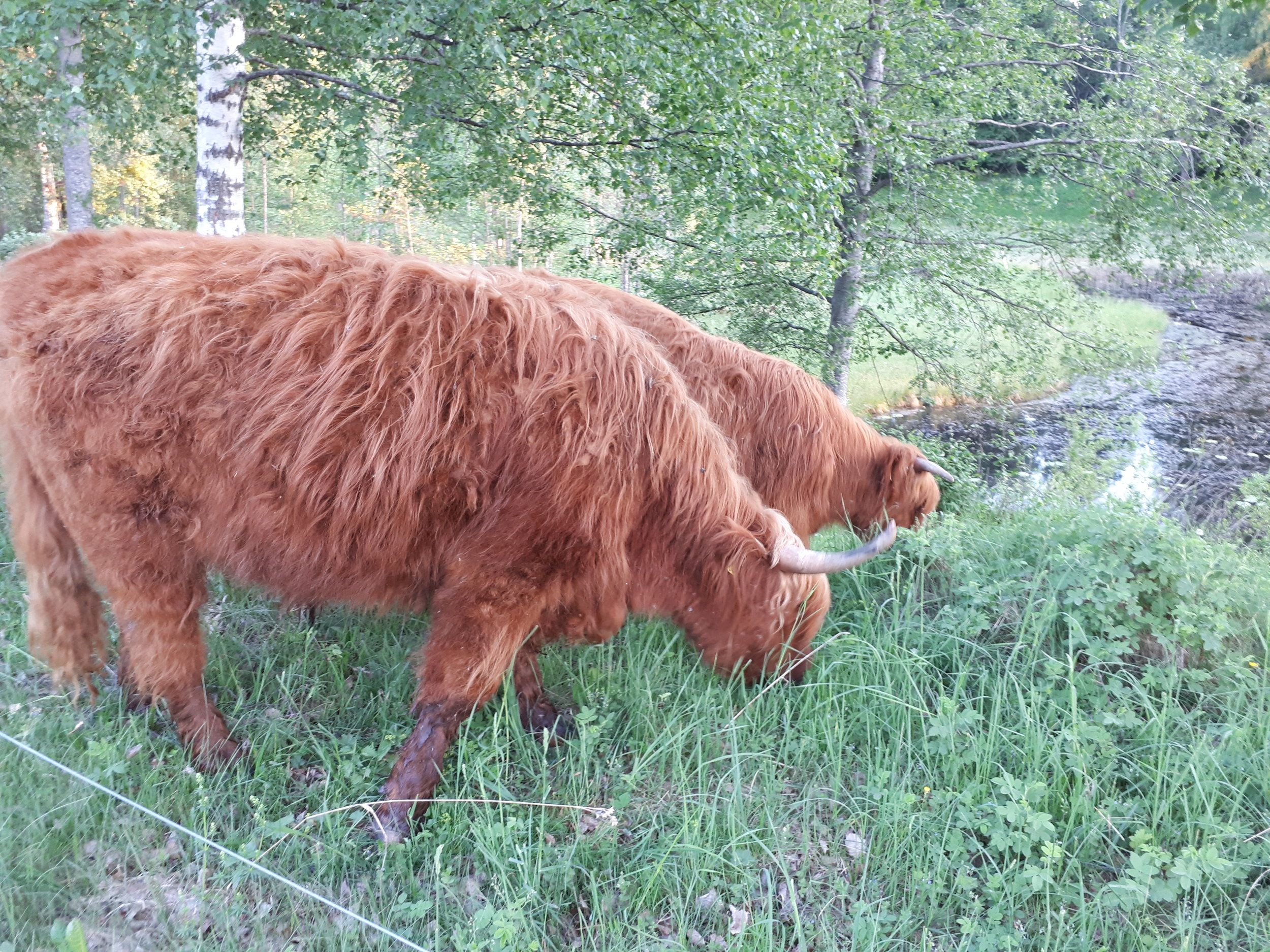 2018-05-29 21.10.39.jpg