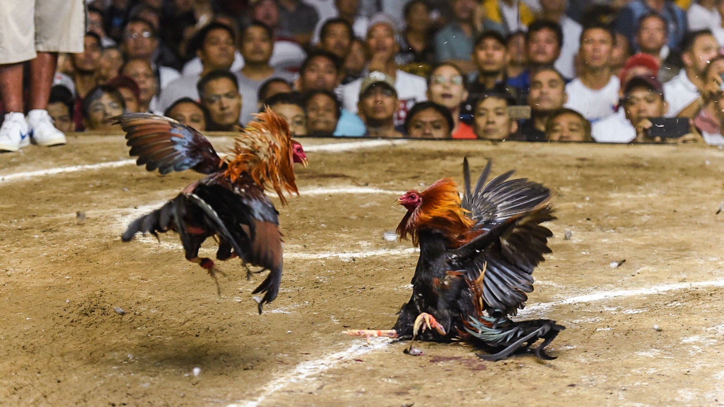 20180307_cockfight_birds-fighting.jpg