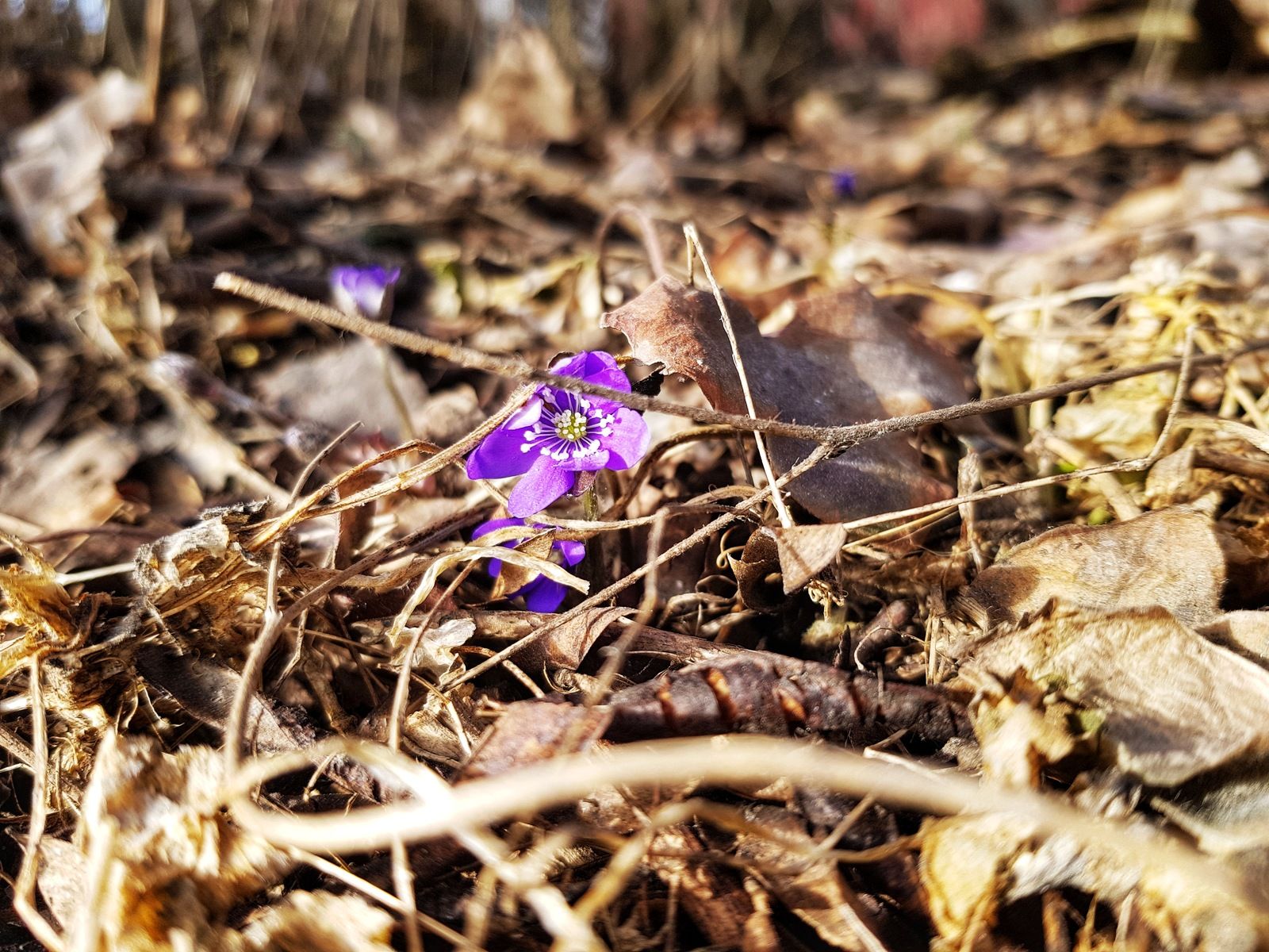 20180403_164005-01.jpeg