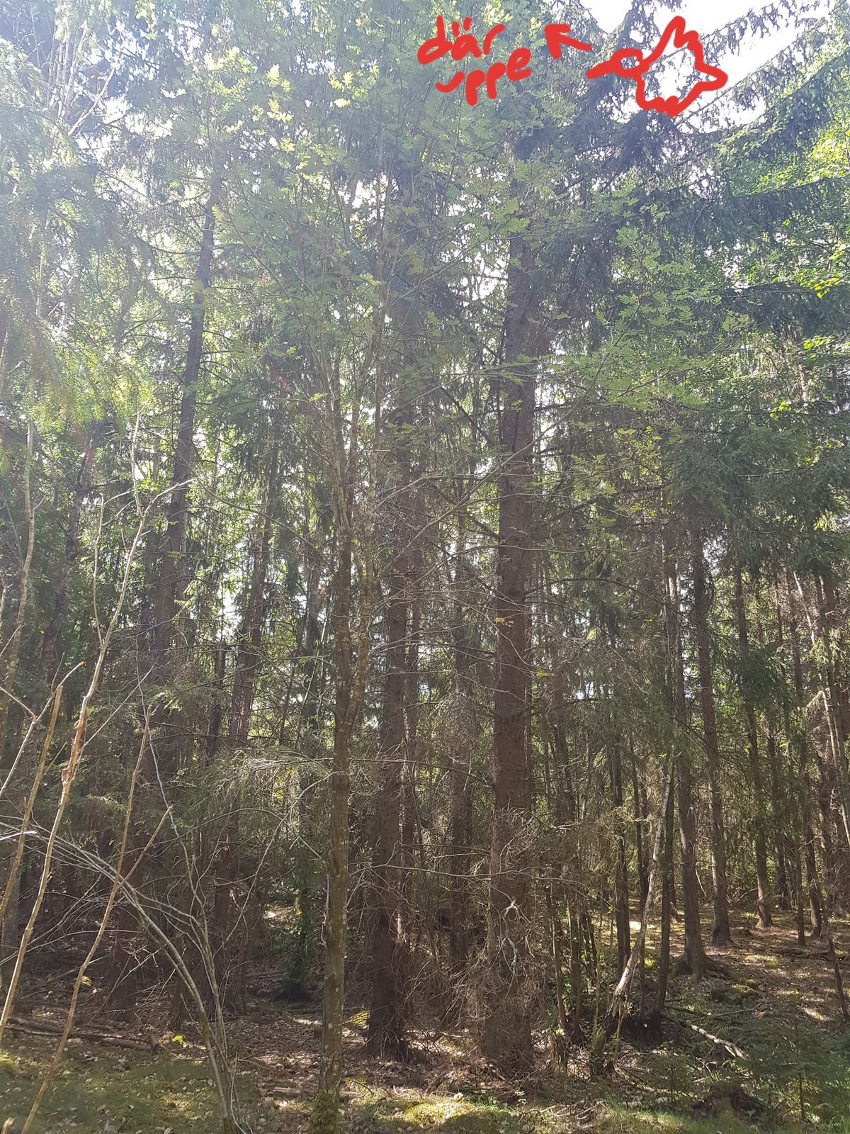 20180721_133007.jpg