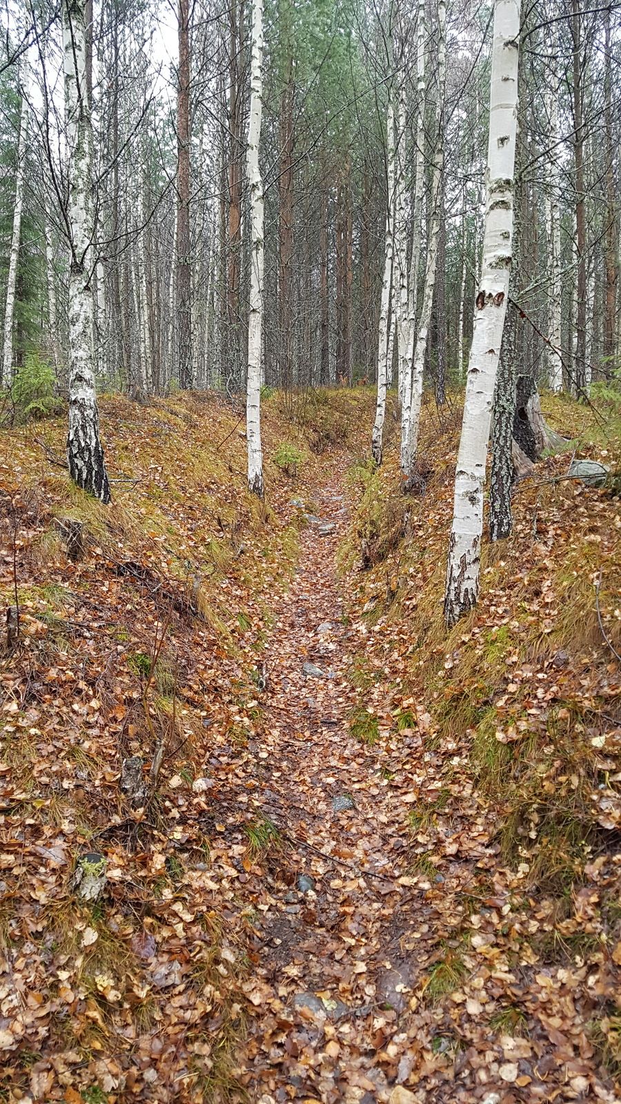 20181102_135330.jpg