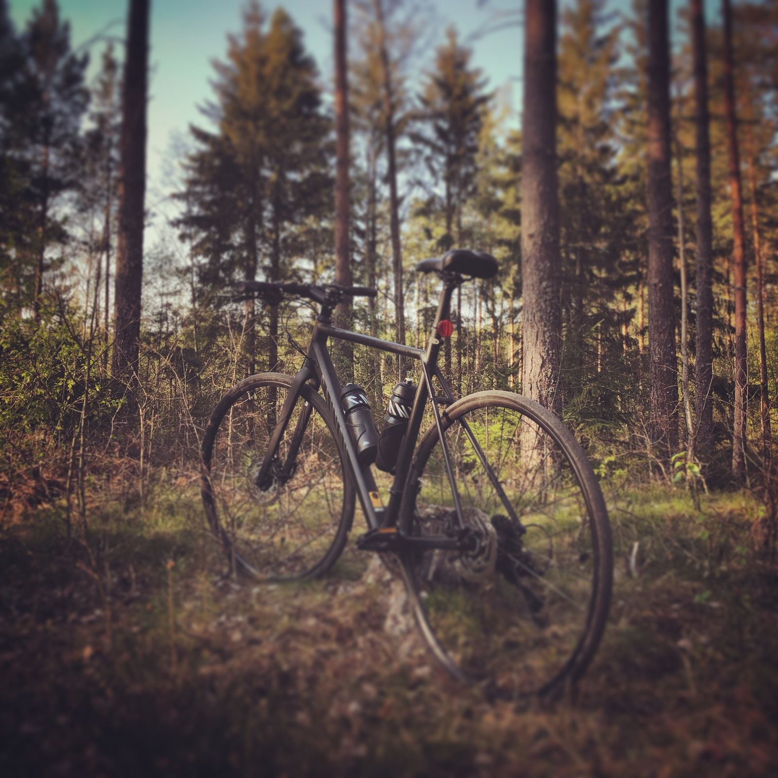2019-04-29_1.JPG