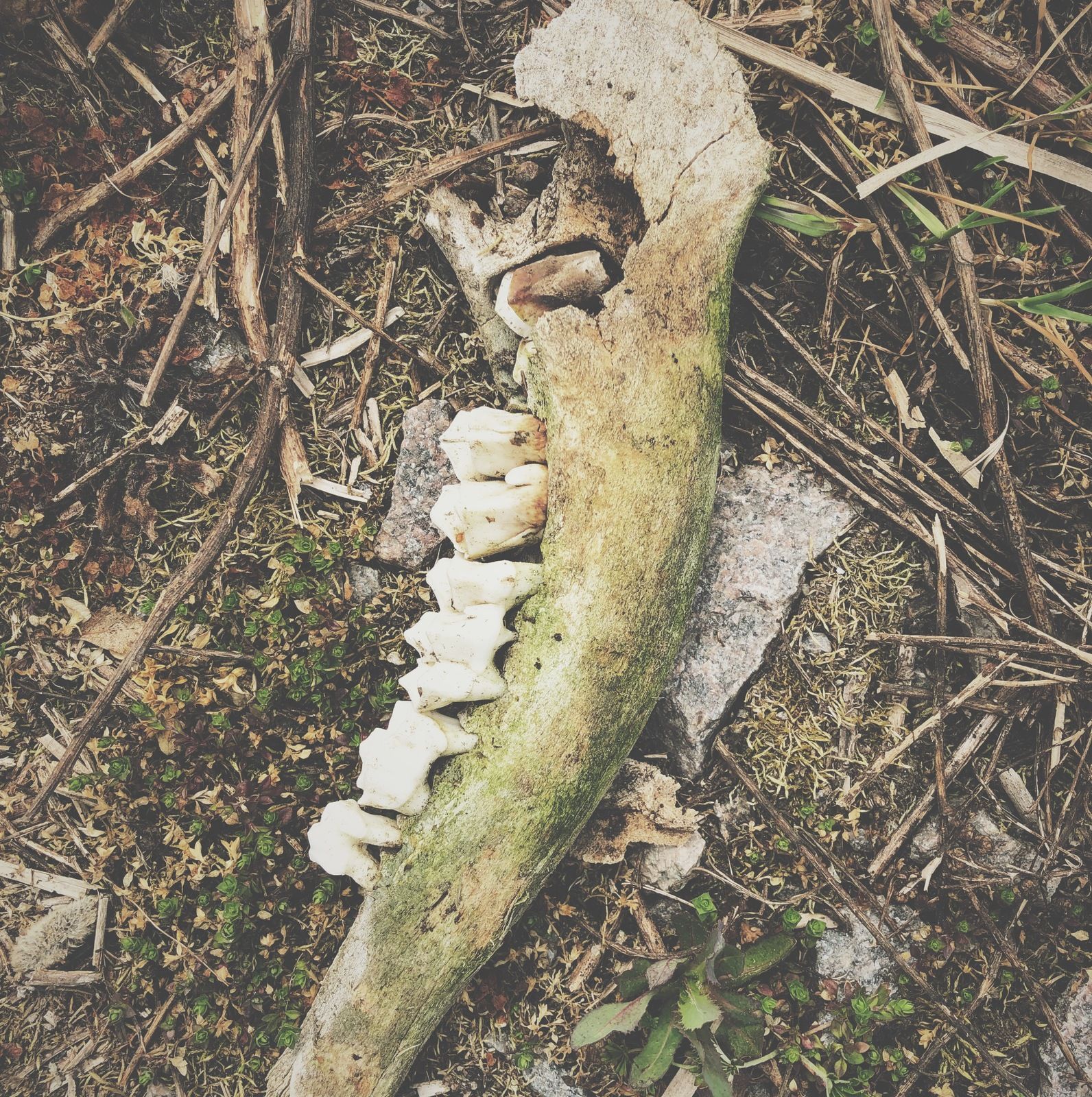 2019-05-13_3_benrester.JPG