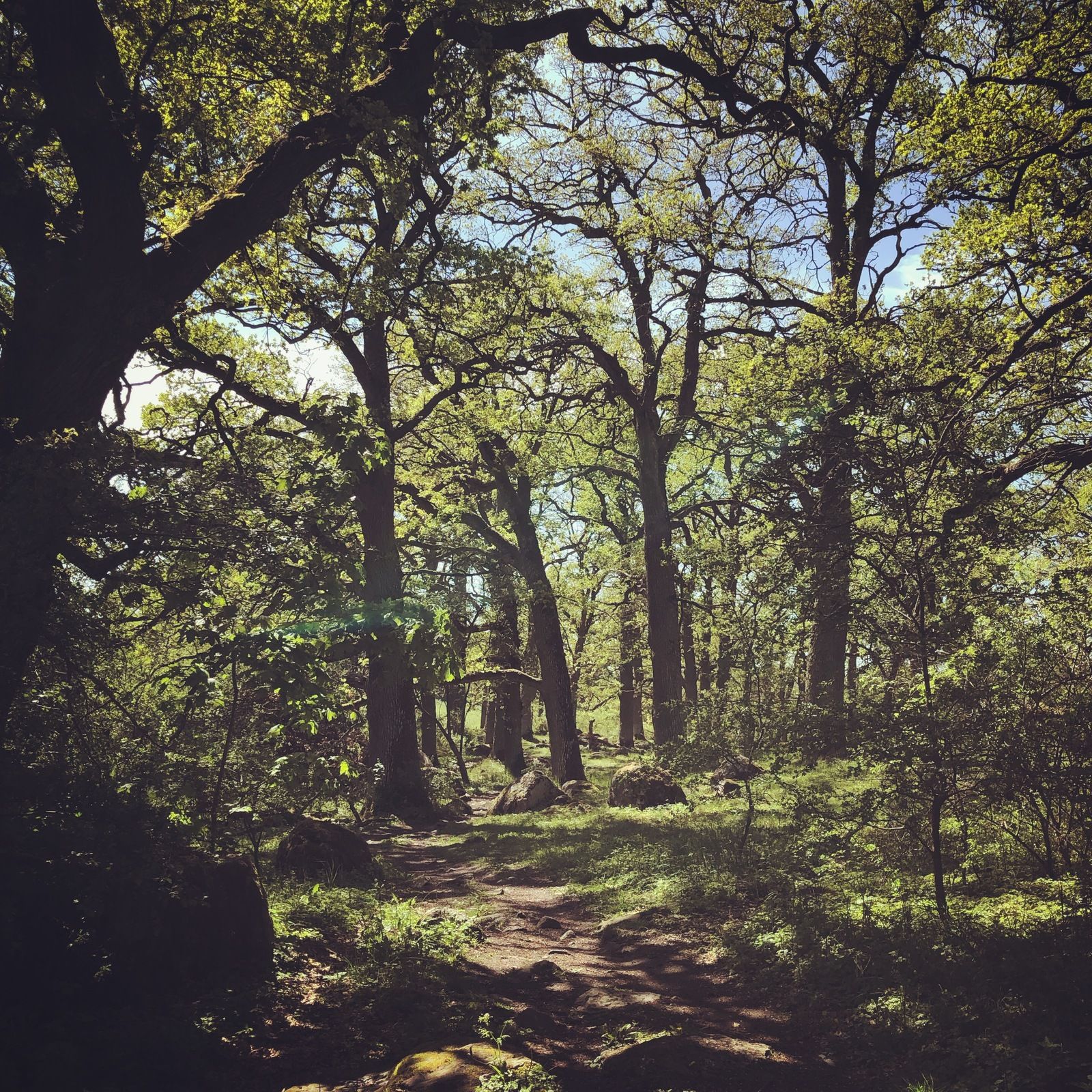 2019-05-23_1.JPG