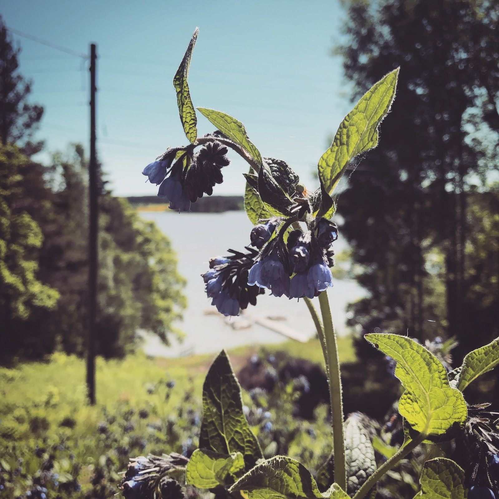 2019-05-31_4.JPG
