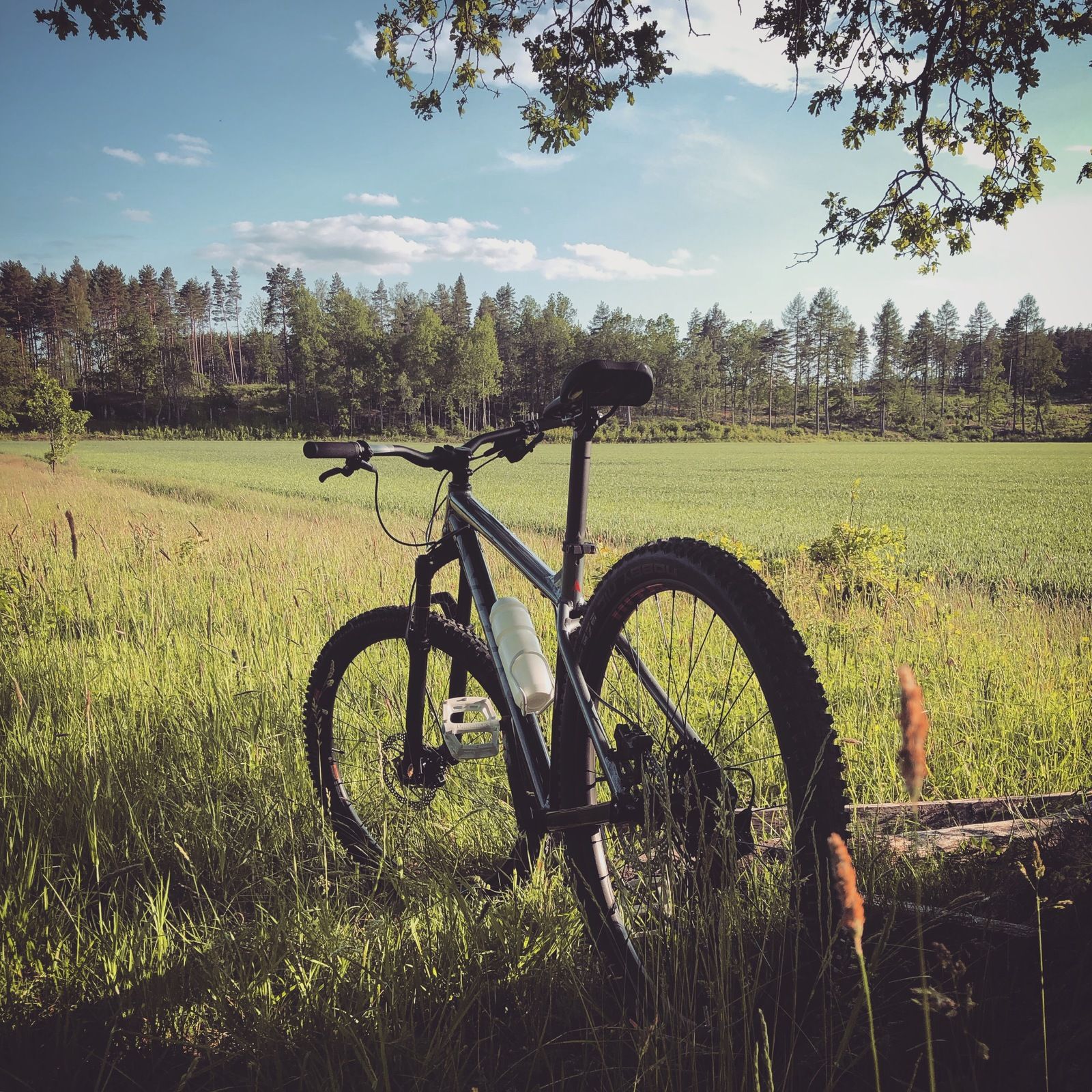 2019-06-10_4.JPG