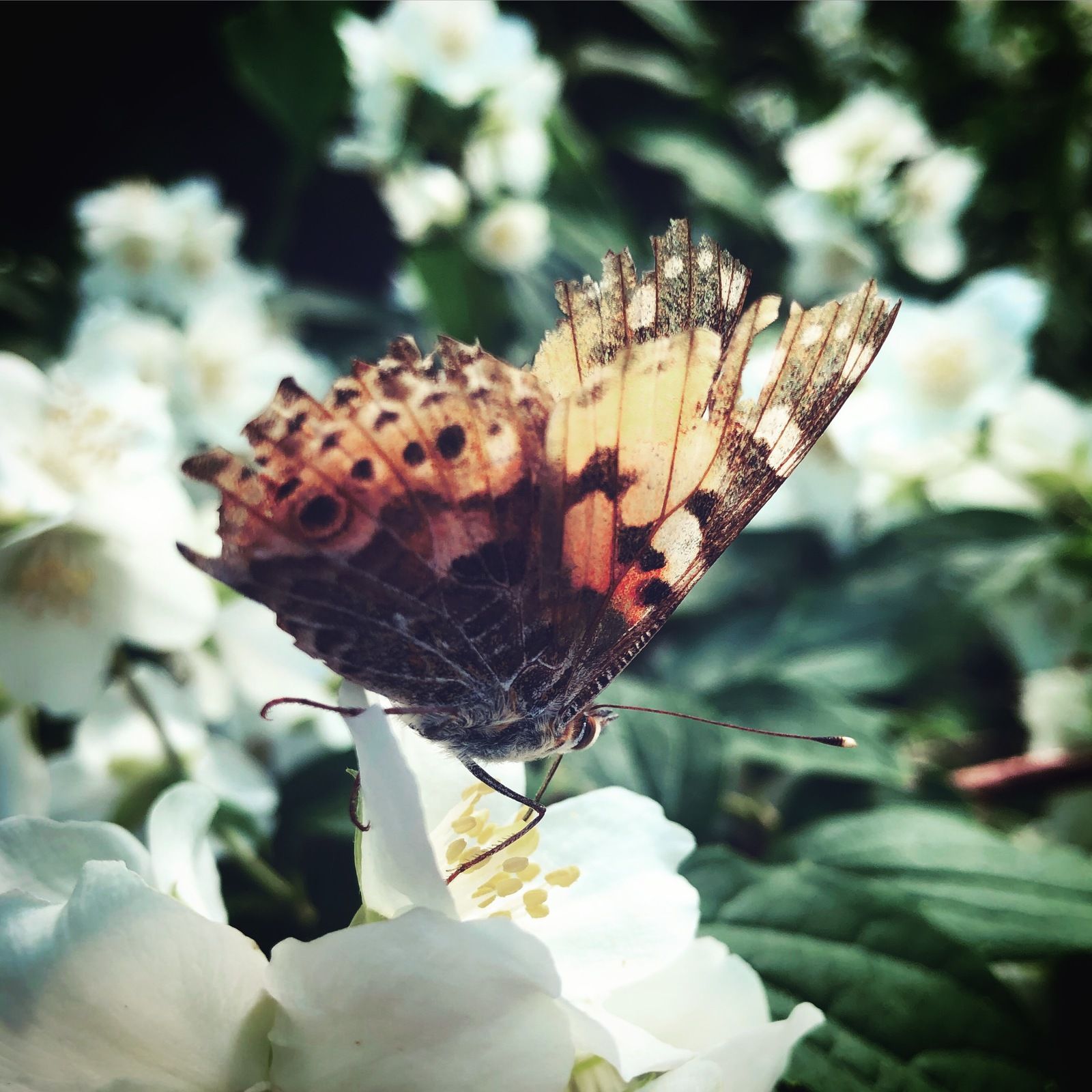 2019-06-15_2.JPG