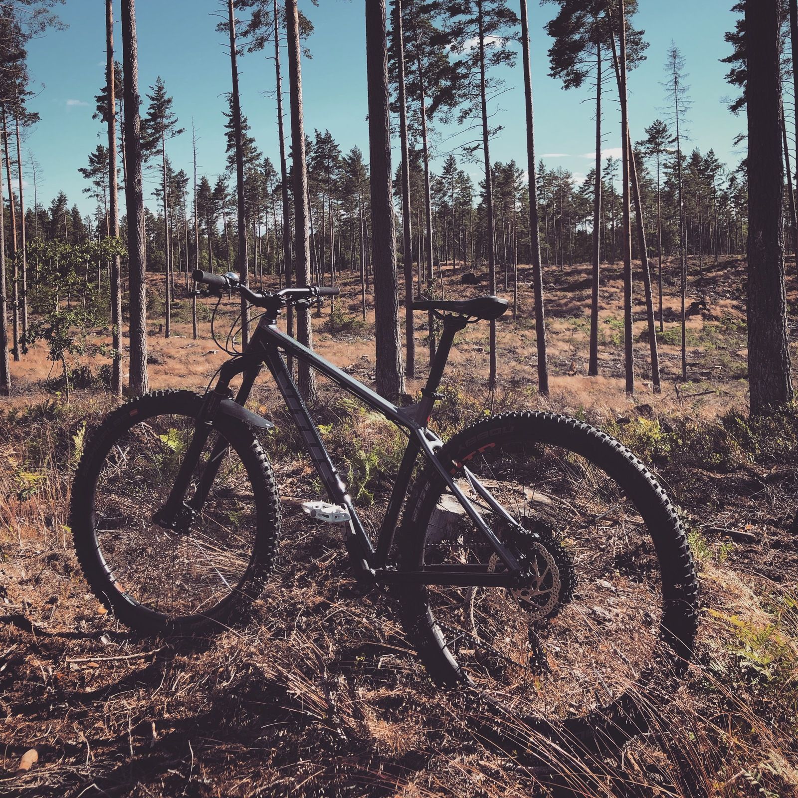 2019-07-05_3.JPG