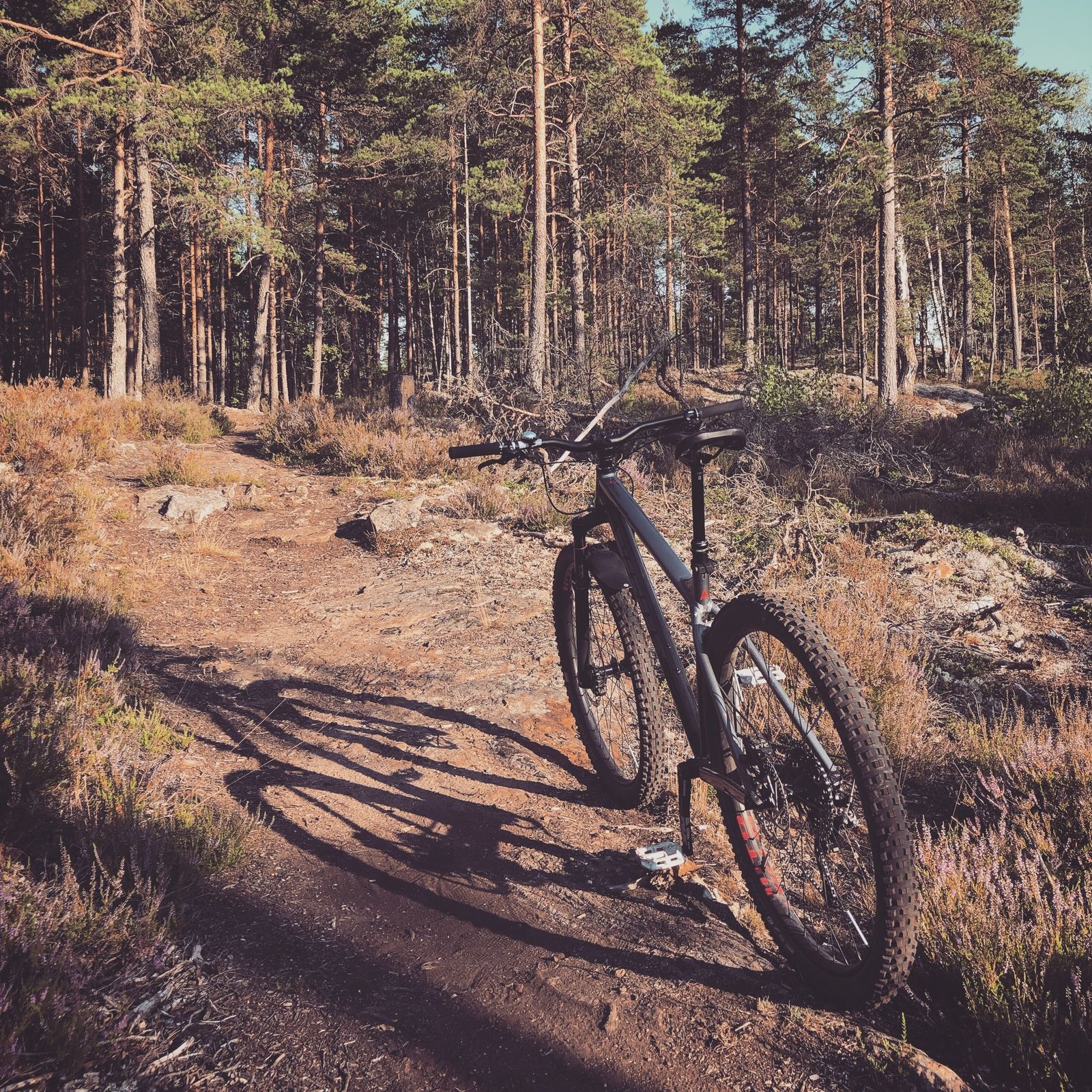 2019-07-27_1.JPG