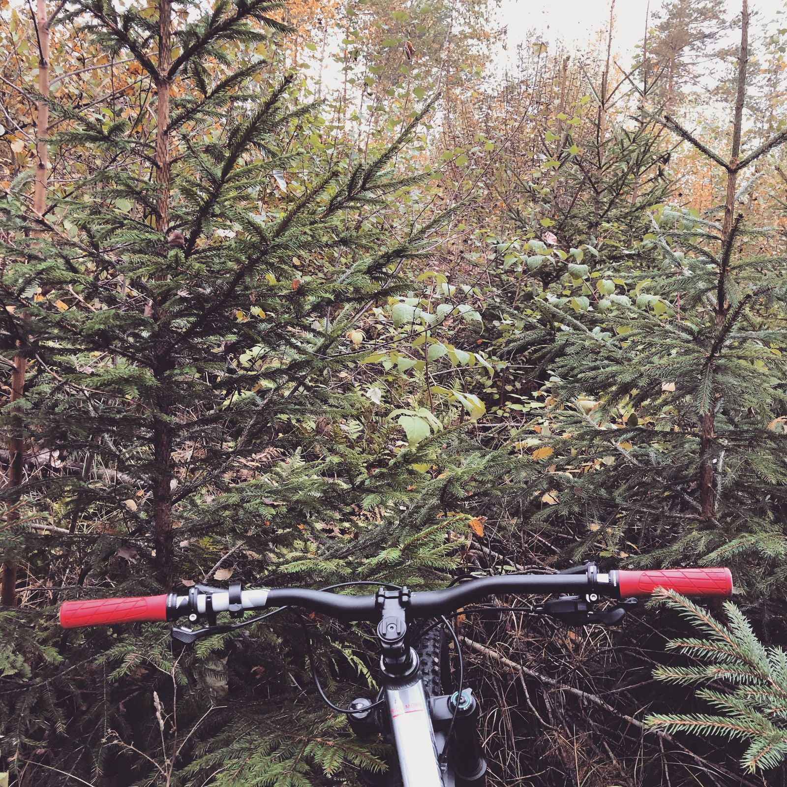 2019-10-12_7.JPG