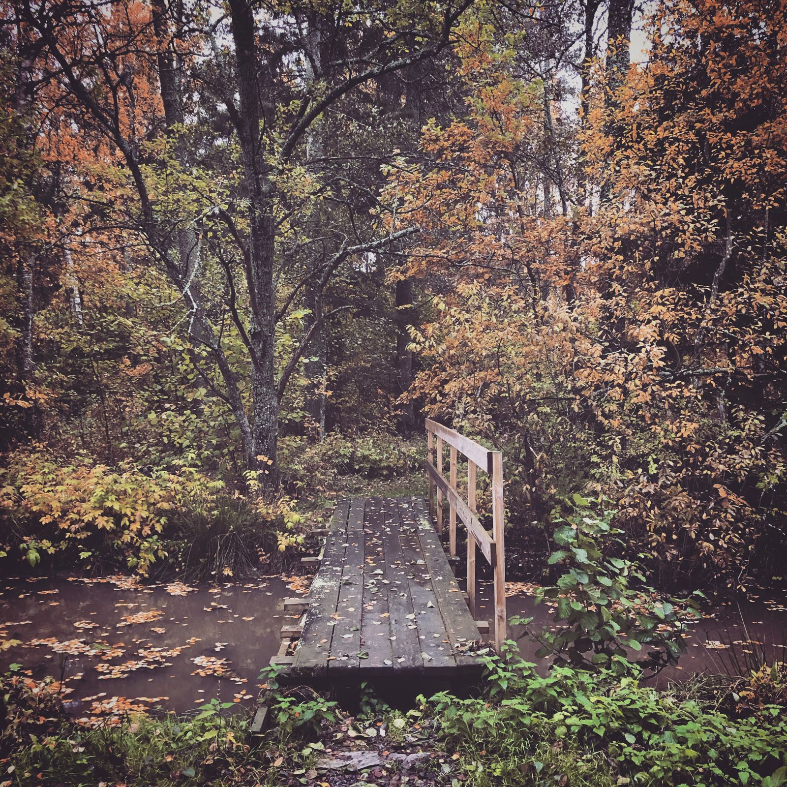 2019-10-16_5.JPG