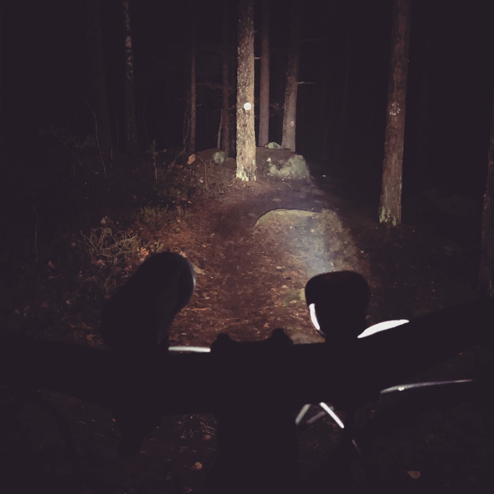 2019-11-13_2_MS_lowlight.JPG
