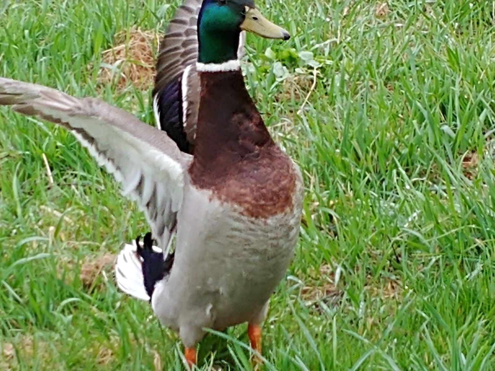 20190427_150759_HDR.jpg