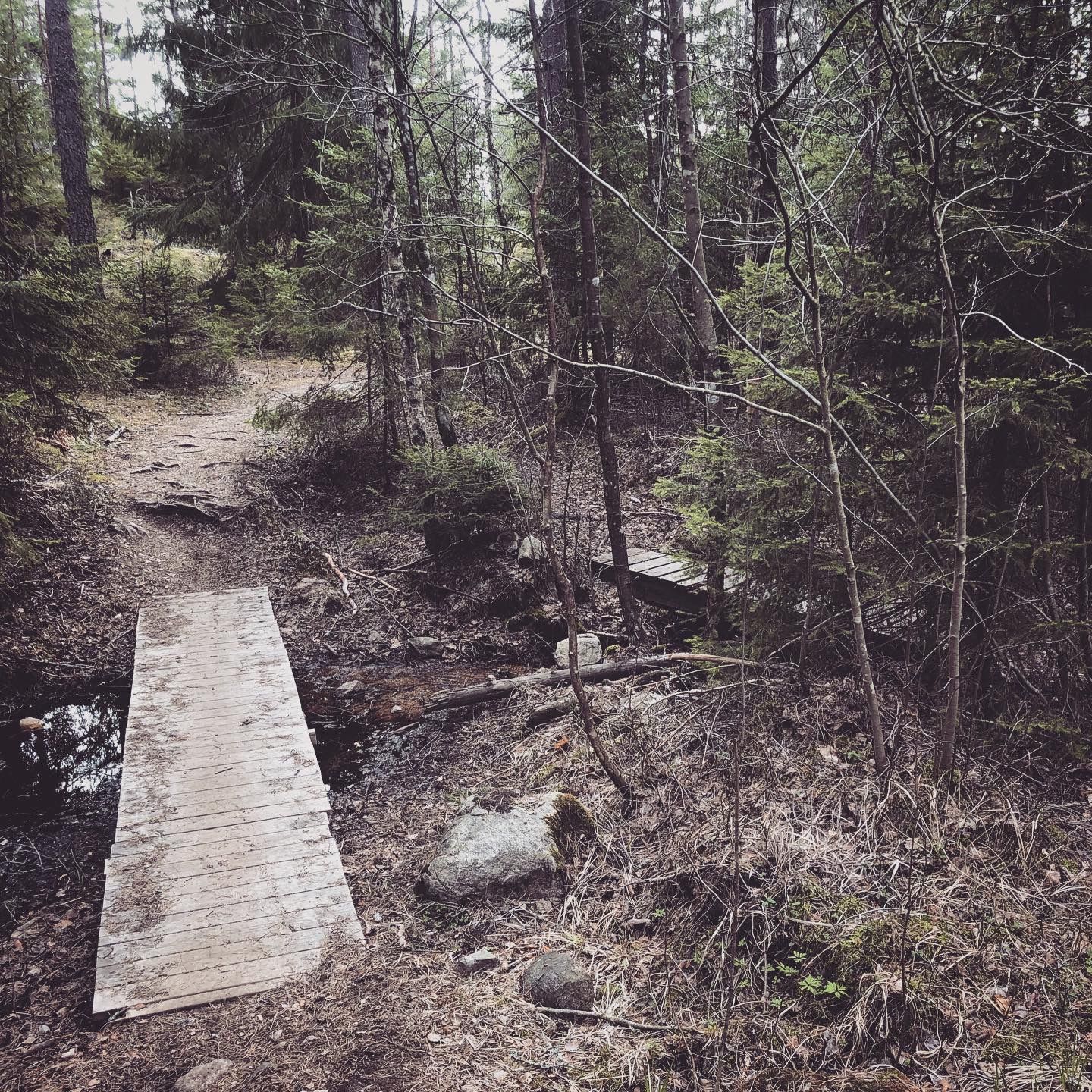 2020-04-15_4.JPG