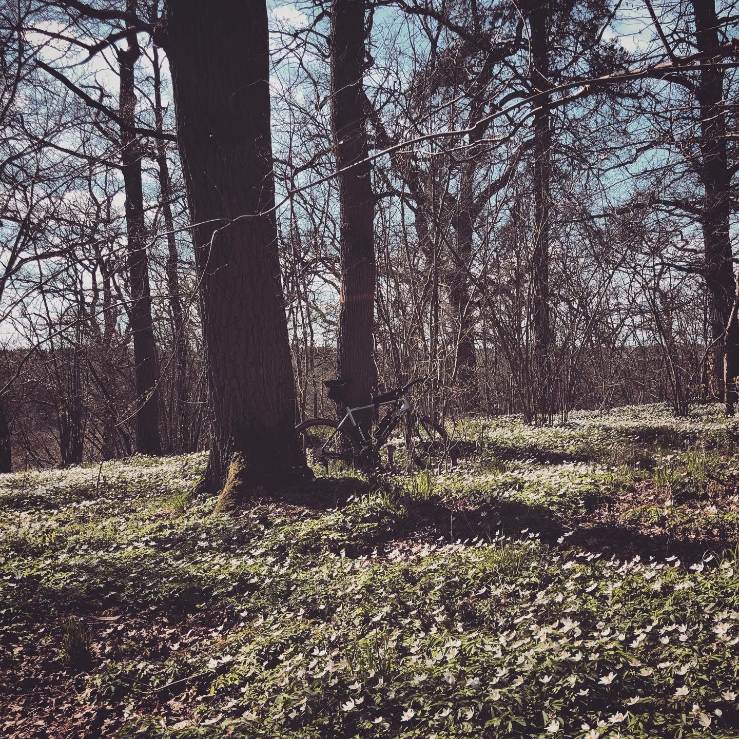 2020-04-19_3.JPG