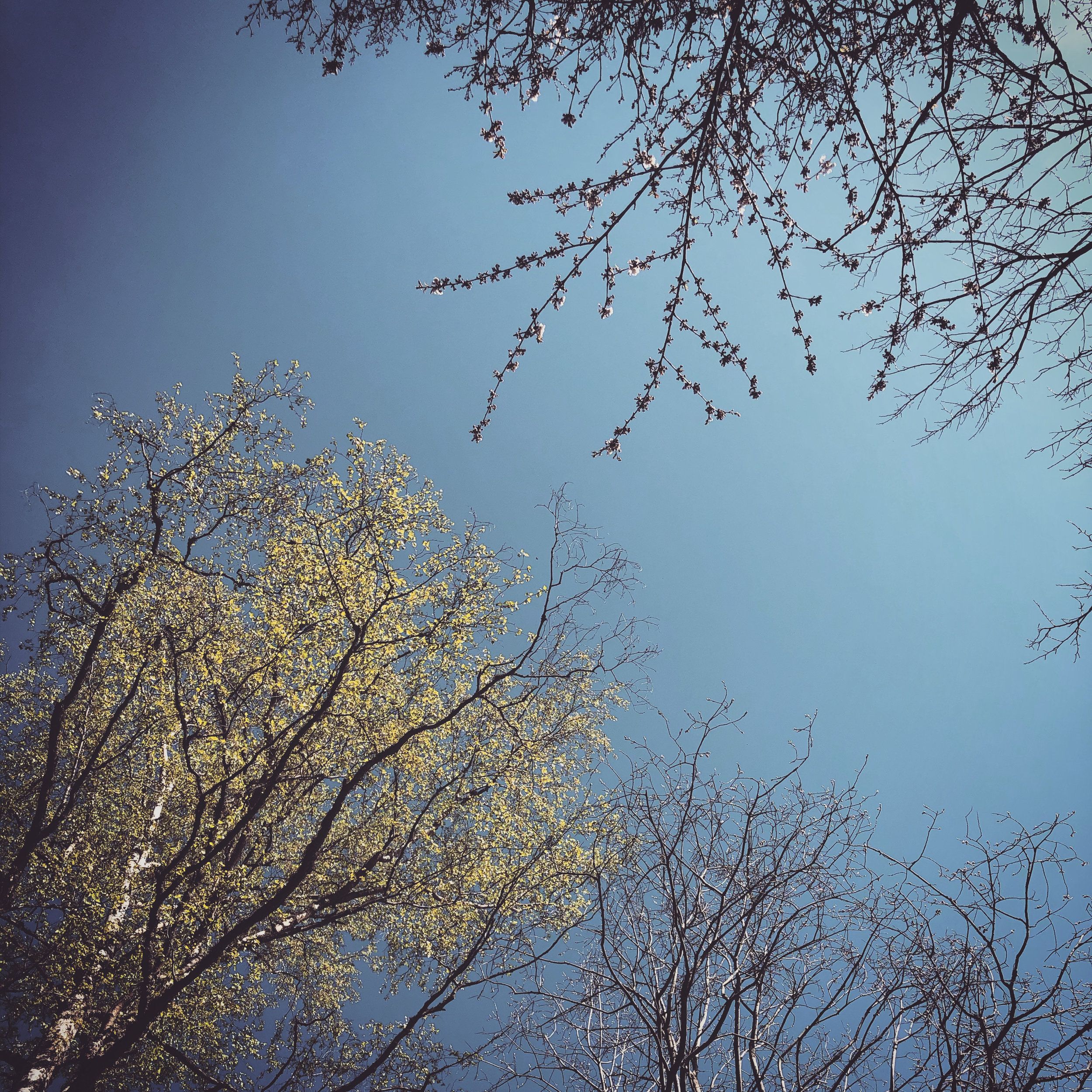 2020-04-23_1.JPG