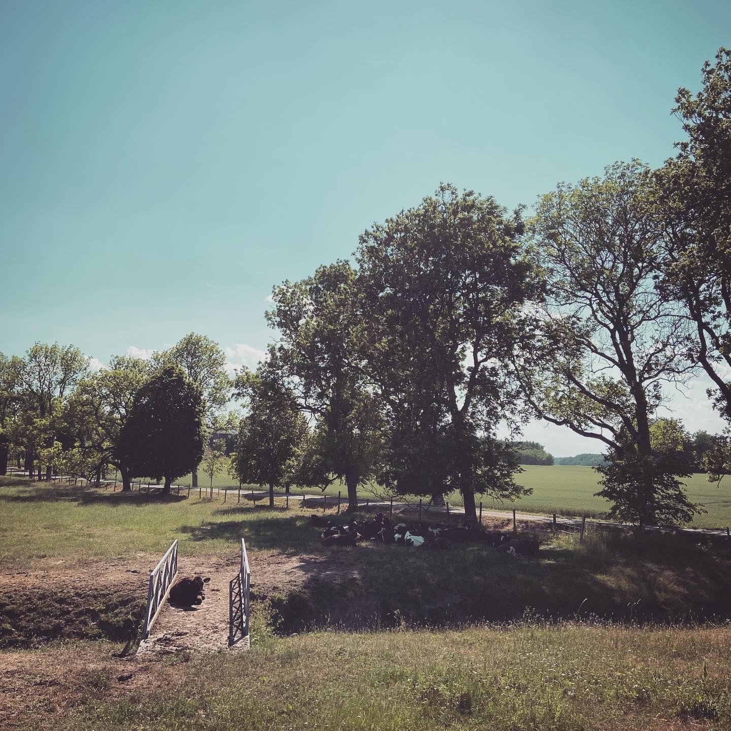 2020-06-27_2.JPG