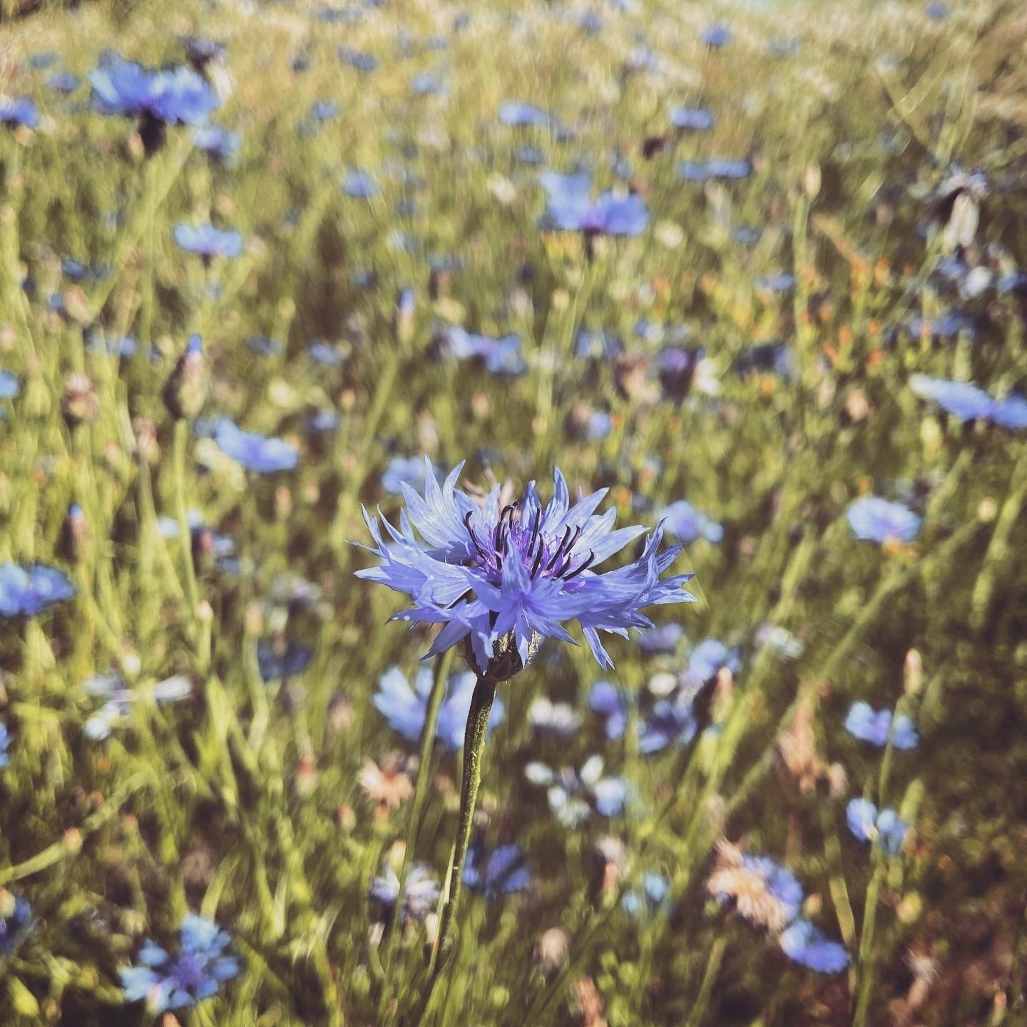 2020-06-27_3.JPG