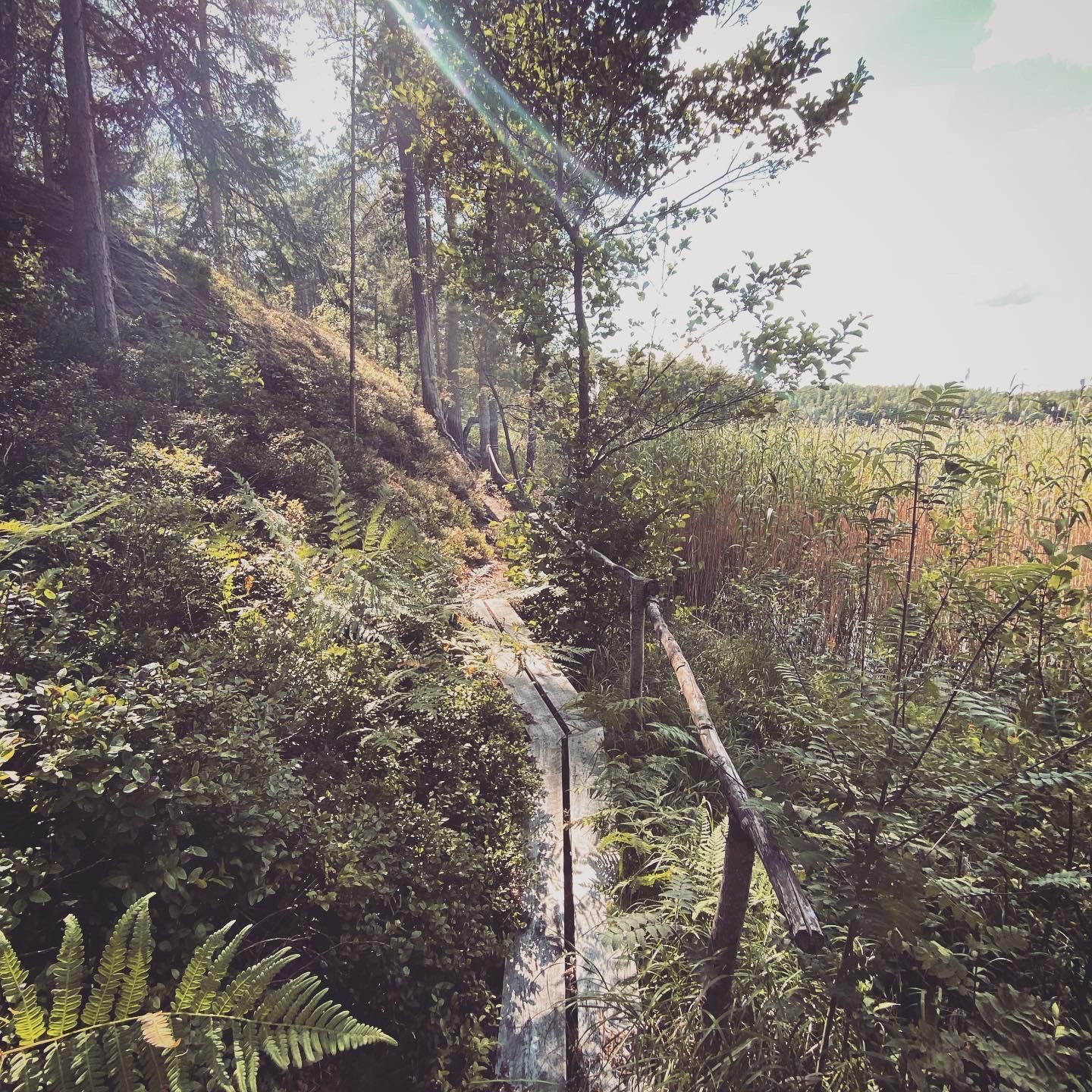 2020-07-25_6.JPG