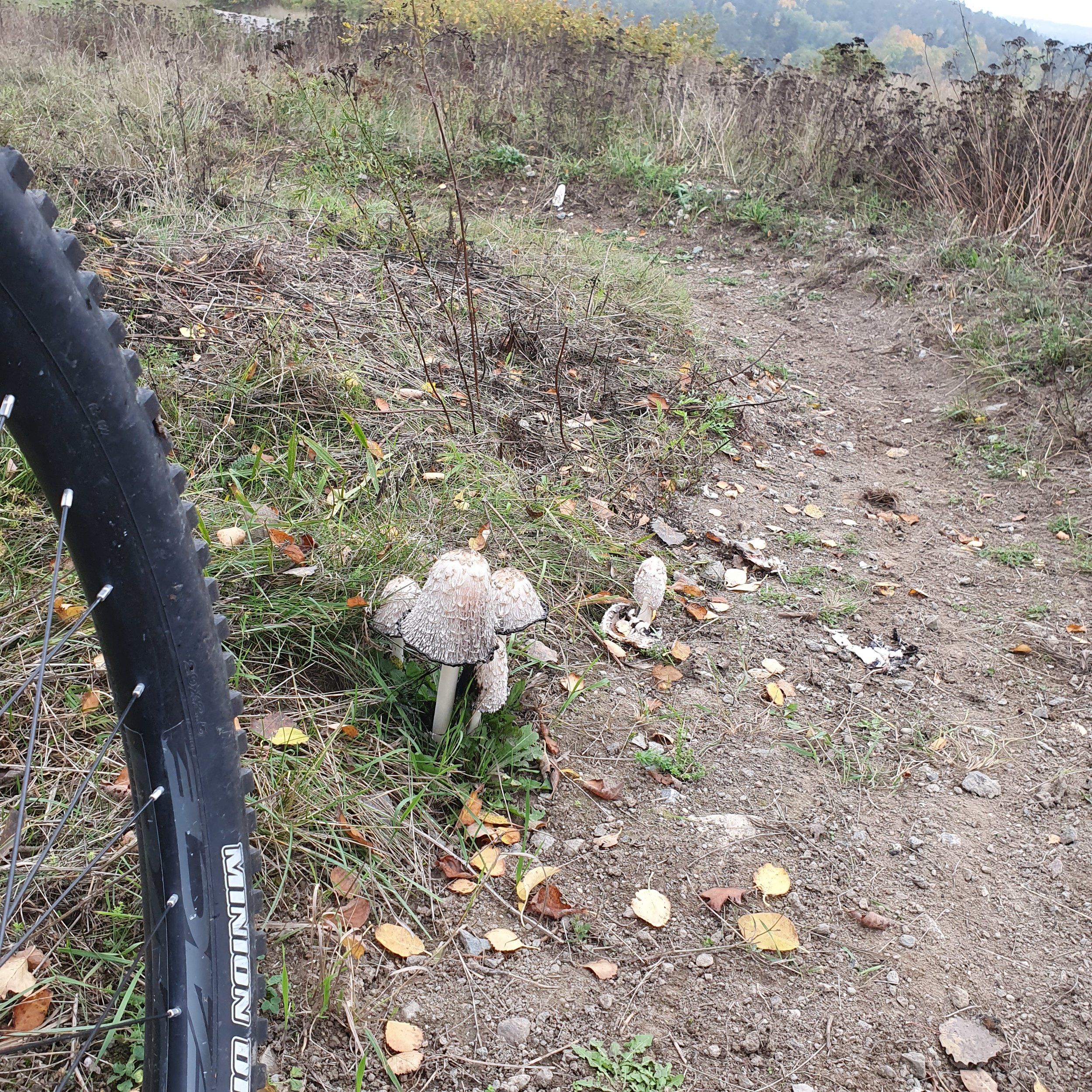 20201003_131559.jpg