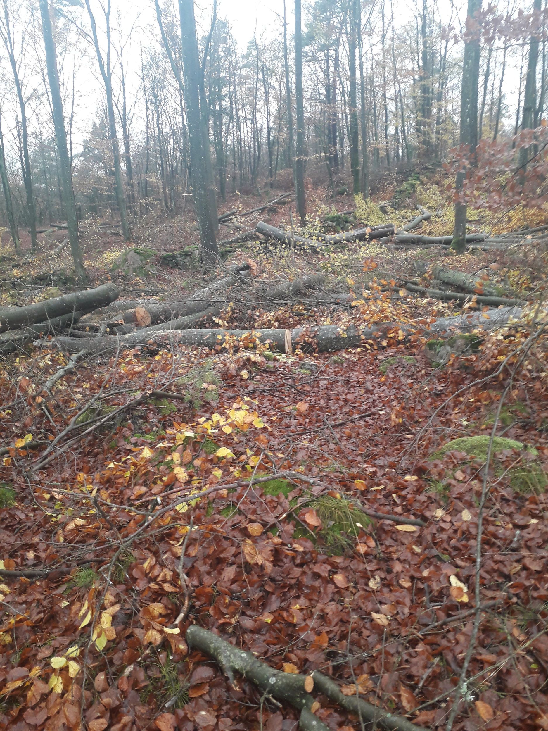 20201102_122439.jpg